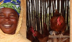 Family Poultry, Ghana