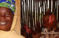 Family Poultry, Ghana