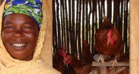 Family Poultry, Ghana