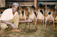 Dairy Goat Farming, Kenya