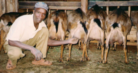 Dairy Goat Farming, Kenya